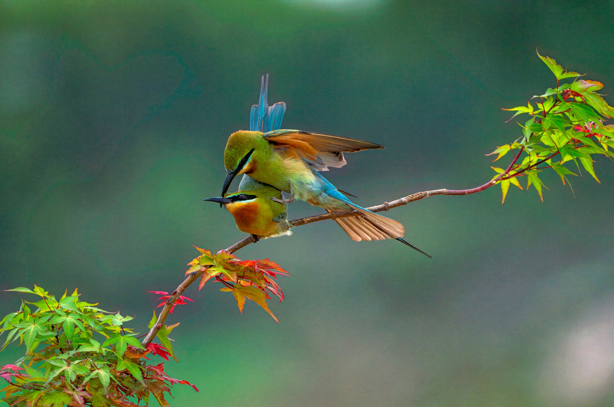 Jumelles ornithologiques