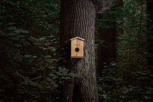 Casetta per uccelli intelligente con rilevamento delle specie tramite IA ez-nesteye 