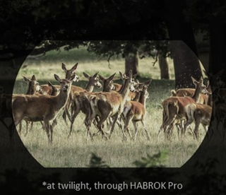 binocoli termici Hikmicro habrok HQ35LN 4k 