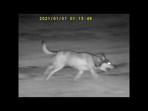 Monoculare Bushnell per visione notturna Equinox X650 5X32 MM 