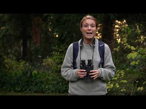 Binocoli Kite APC 12×42 stabilizzati 