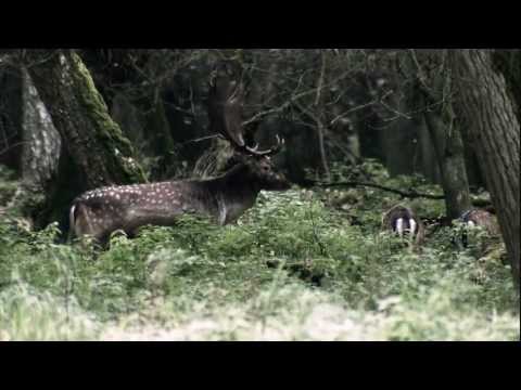 Binocoli Zeiss Victory HT 10X54 